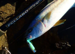 FCL LABO UC11.5ft 2S (Double S) (Spinning) -Visuitrusting Winkel FCLLaboUC11.5ft2S4