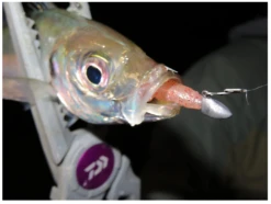 Magbite Hang Light Game Snap MBA-02 15 Magbite Hang Light Game Snap MBA-02 -Visuitrusting Winkel MagbiteHanglightgamesnapMBA 025