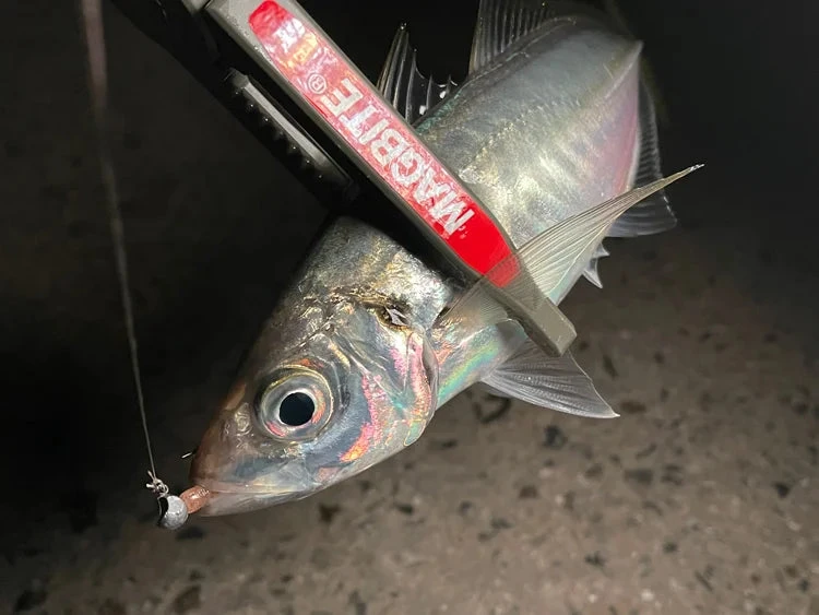 Magbite Aji Killer Feel Jighead - MB09 7 Magbite Aji Killer Feel Jighead - MB09 - Afbeelding 5