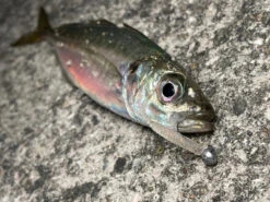 Magbite Aji Killer Feel Jighead - MB09 14 Magbite Aji Killer Feel Jighead - MB09 -Visuitrusting Winkel MagbiteMB096