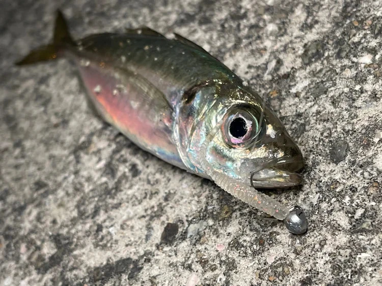 Magbite Aji Killer Feel Jighead - MB09 8 Magbite Aji Killer Feel Jighead - MB09 - Afbeelding 6