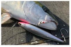 Shimano 2019 JDM Ocea Pencil 145F OT-145K -Visuitrusting Winkel Shimano2019JDMOceaPencil145FOT 145K1