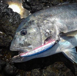 2019 Maria Boar SS195 85g -Visuitrusting Winkel image f491c7d0 11cd 4e29 b89a 7f8b45dfbbb6