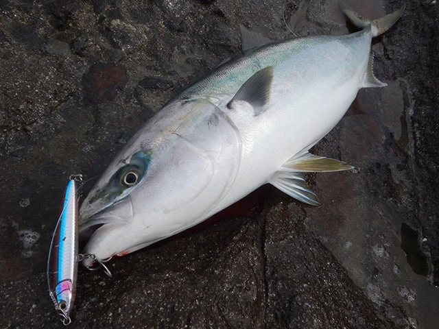 2019 Maria Rerise Slow Sink 130mm 55g 12 2019 Maria Rerise Slow Sink 130mm 55g - Afbeelding 10